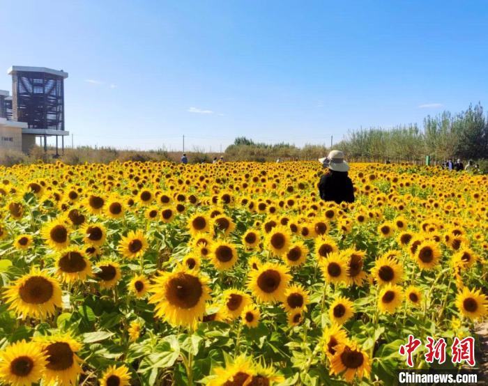 圖為格爾木境內(nèi)的向日葵花海。　格爾木融媒體中心供圖