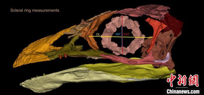 熱河鳥(niǎo)STM3-8化石標(biāo)本的鞏膜環(huán)復(fù)原及測(cè)量示意圖?！『?供圖
