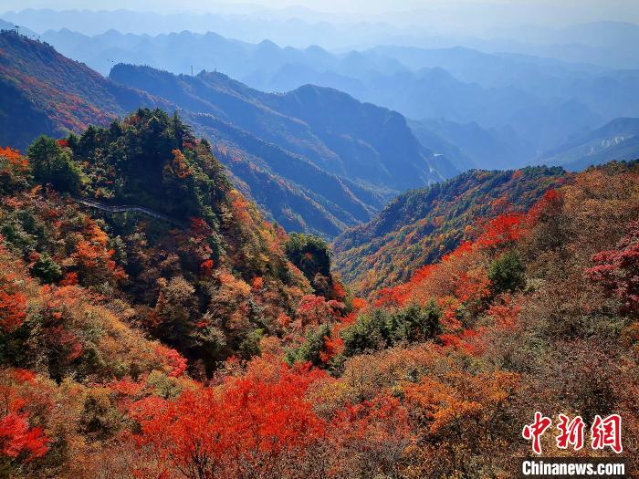 巴山大峽谷漫天紅葉?！埰?攝