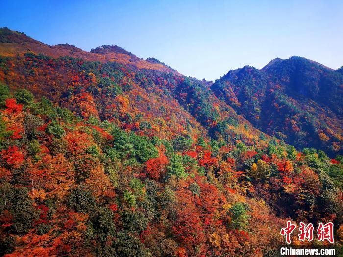 巴山大峽谷漫天紅葉?！埰?攝