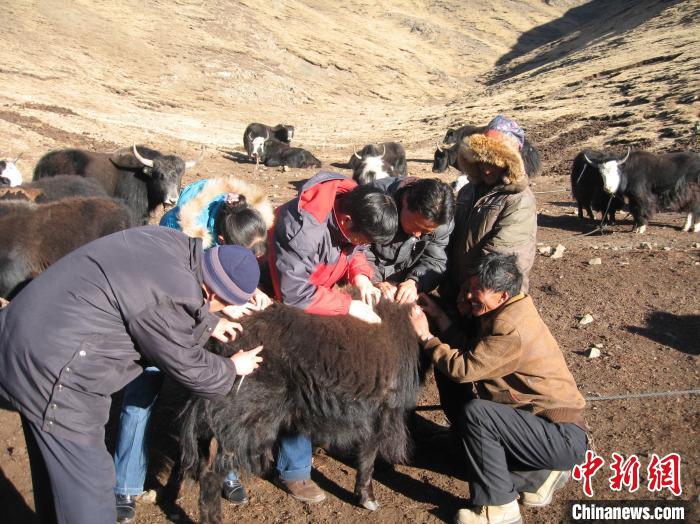 資料圖為研究團隊在青南高原地區(qū)開展了牦牛寄生蟲病流行病學和防治技術研究。　 青海省畜牧獸醫(yī)科學院供圖