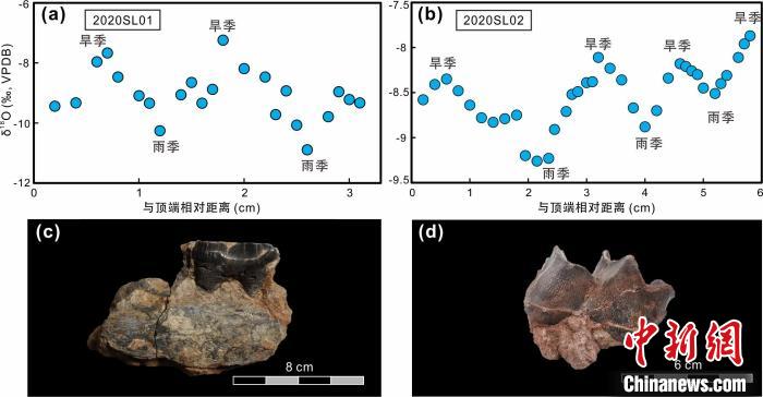 本次研究中的犀牛牙齒化石及氧同位素特征?！≈锌圃呵嗖馗咴?供圖