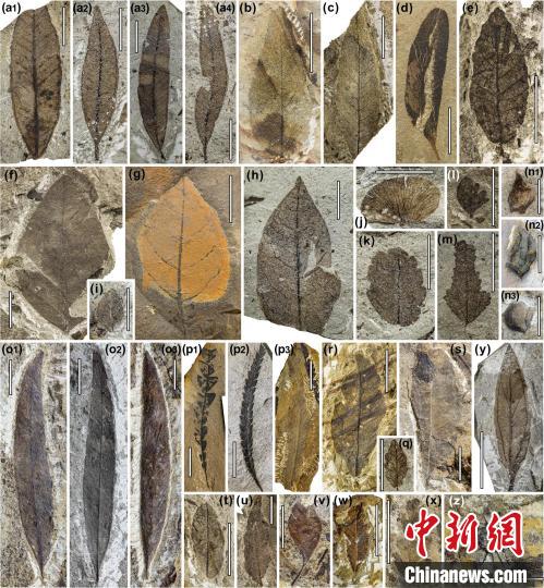 中始新世熱魯化石植物群(4500萬–4000萬年前)?！≈锌圃呵嗖馗咴?供圖