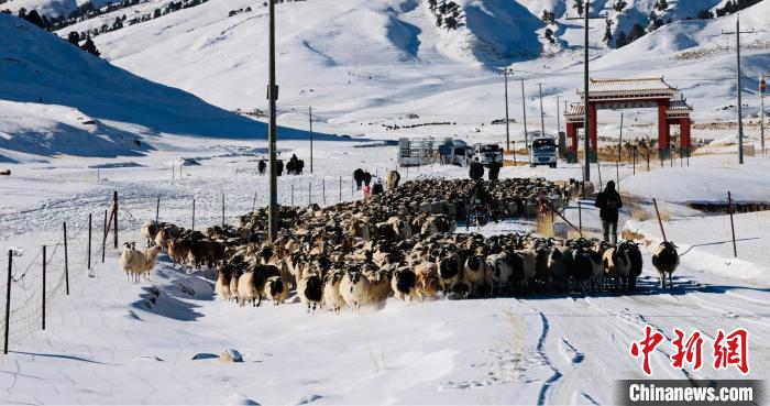 圖為村民在雪地上放牧?！《继m縣融媒體中心供圖