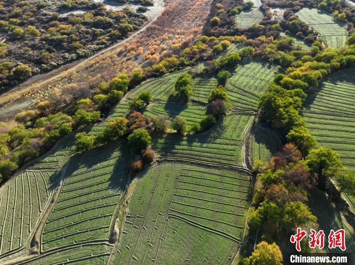 圖為11月8日，雅魯藏布江畔的高原梯田?！《拘?攝