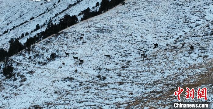 圖為巖羊和馬鹿集體在雪地里休憩?！《继m縣融媒體中心 供圖