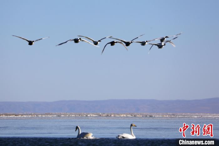 圖為大天鵝在青海湖上空飛翔?！●R怡睿 攝