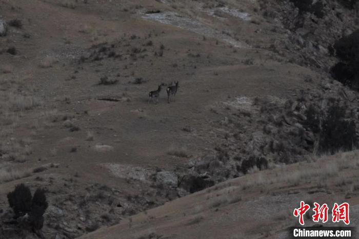 圖為兩只馬鹿在山坡上行走?！〔湃?攝