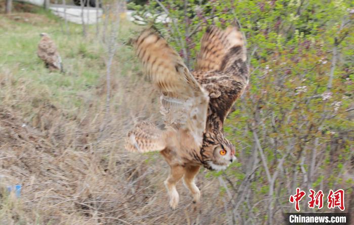圖為西寧野生動物園救護的雕鸮在西寧市放歸大自然?！●R銘言 攝