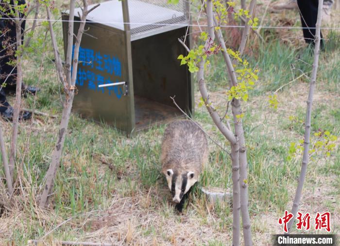 圖為西寧野生動物園救護的狗獾在西寧市放歸大自然?！●R銘言 攝