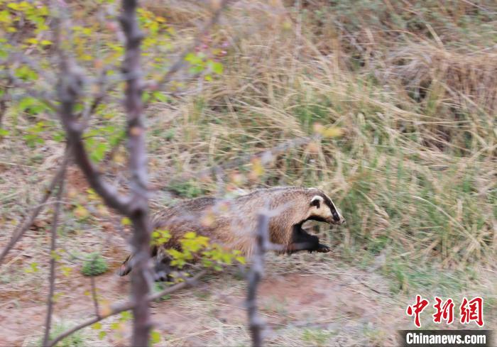 圖為西寧野生動物園救護的狗獾在西寧市放歸大自然?！●R銘言 攝