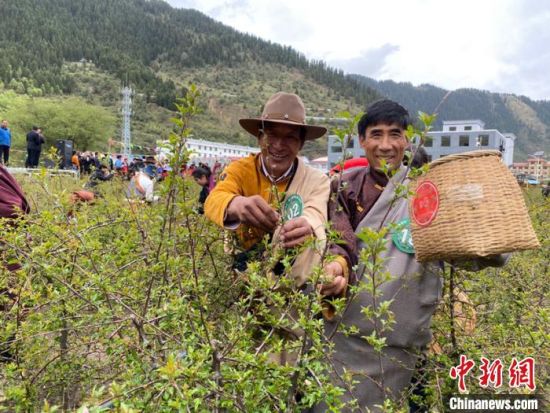 圖為當?shù)剞r(nóng)牧民進行藏雪茶采摘比賽?！⊥鮿x 攝