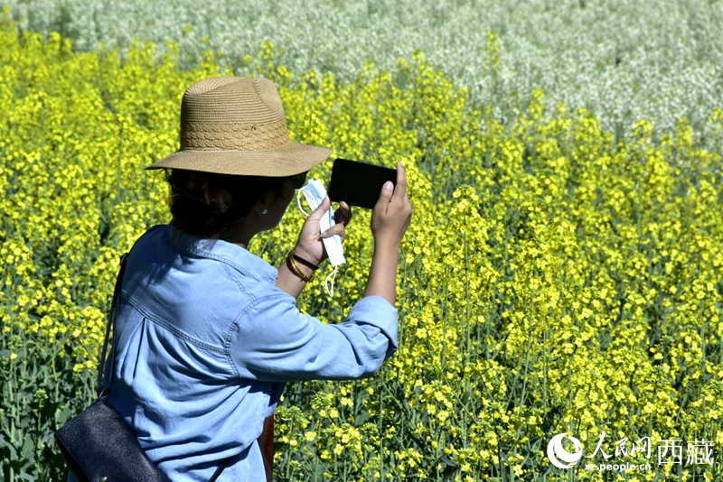 大片油菜花吸引游客到來(lái)。人民網(wǎng) 李海霞攝