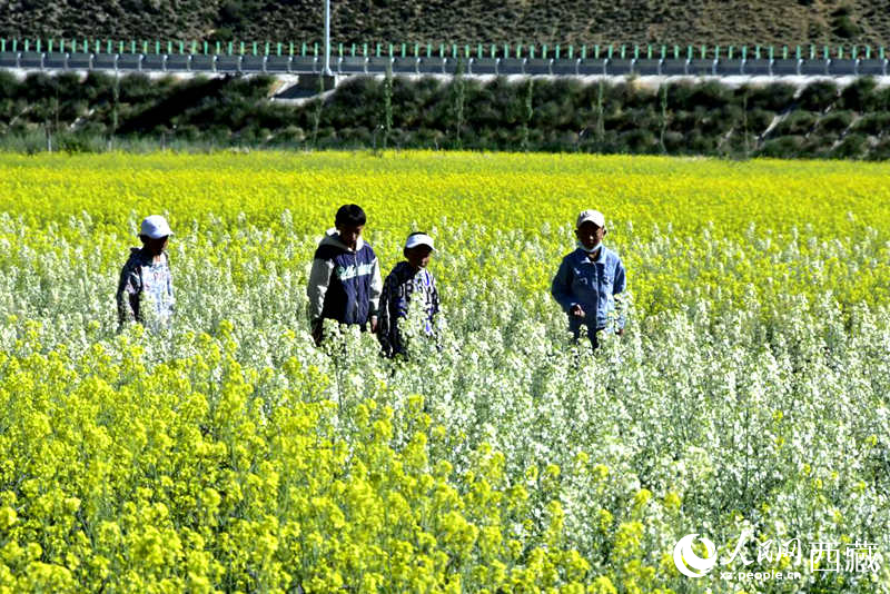 小孩在油菜花田嬉戲。人民網(wǎng) 李海霞攝