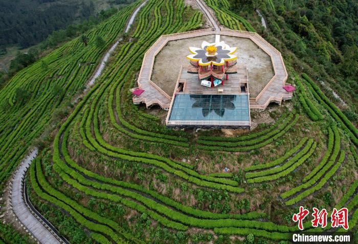 圖為西藏林芝市墨脫縣背崩鄉(xiāng)格林村山頂?shù)木坝^茶園。(無人機(jī)照片) 李林 攝