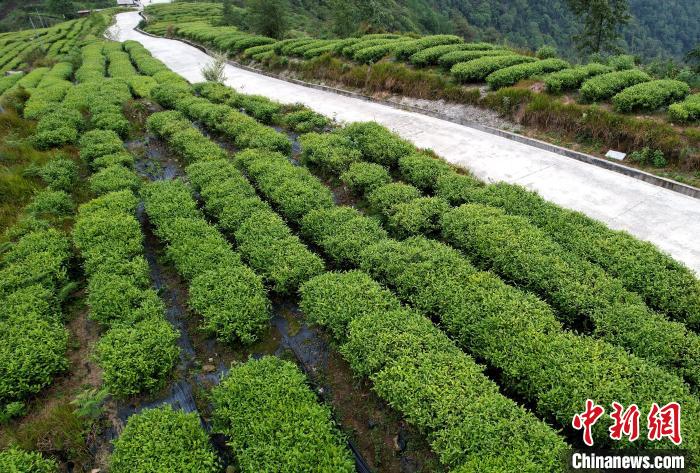 圖為西藏林芝市墨脫縣背崩鄉(xiāng)格林村山頂?shù)木坝^茶園。(無人機(jī)照片) 李林 攝