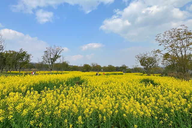 每到油菜花季，就有市民相約到重慶廣陽島上踏青賞花。鄒樂攝