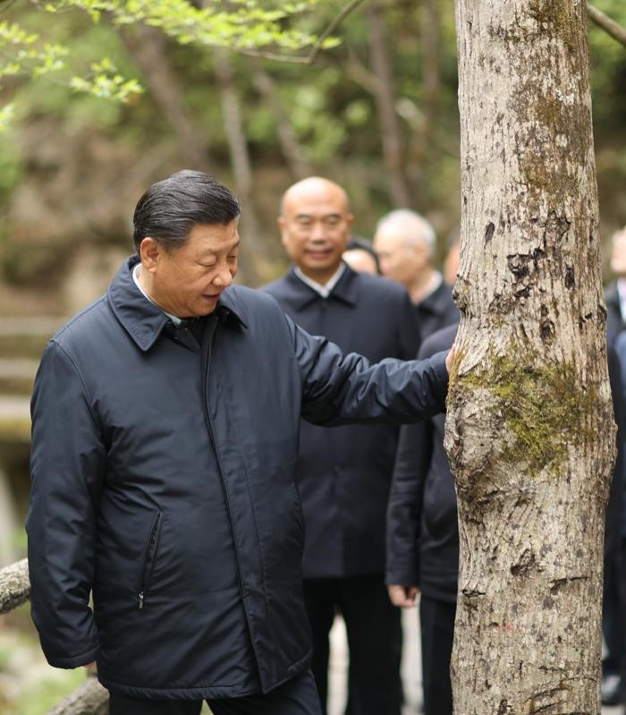 2020年4月20日，中共中央總書記、國家主席、中央軍委主席習(xí)近平在陜西考察調(diào)研。這是習(xí)近平在位于商洛市柞水縣的秦嶺牛背梁國家級自然保護(hù)區(qū)，考察秦嶺生態(tài)保護(hù)情況。 新華社記者 鞠鵬 攝