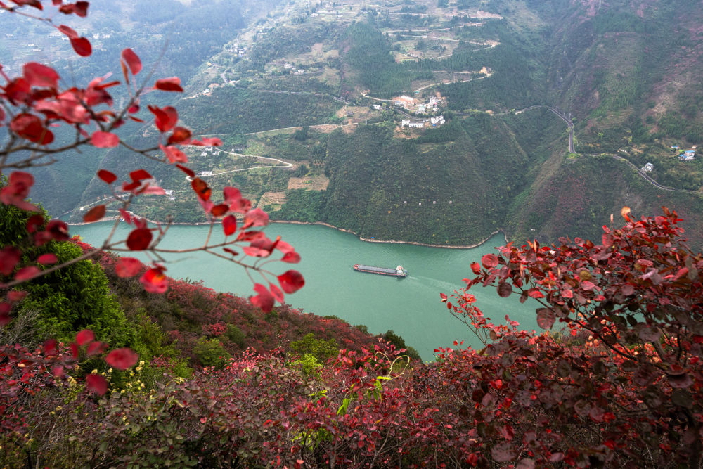 船舶行駛在紅葉掩映下的長(zhǎng)江三峽重慶市巫山縣水域（2023年11月30日攝）。新華社記者 肖藝九 攝