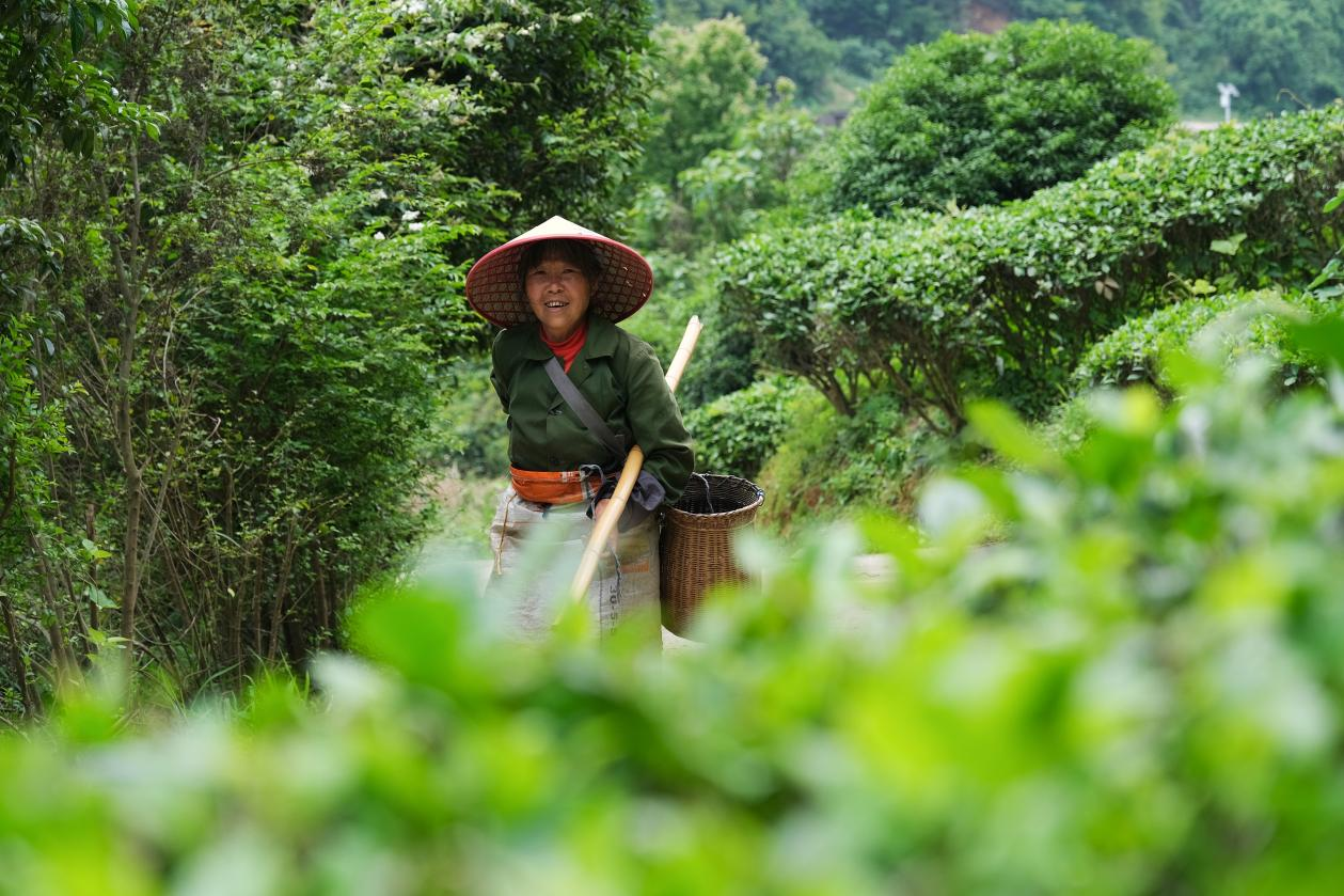 2024年4月24日，湖南省衡陽市耒陽市龍?zhí)伶?zhèn)江頭貢茶葉種植專業(yè)合作社，村民在茶山采摘茶葉，實現(xiàn)了家門口就業(yè)。