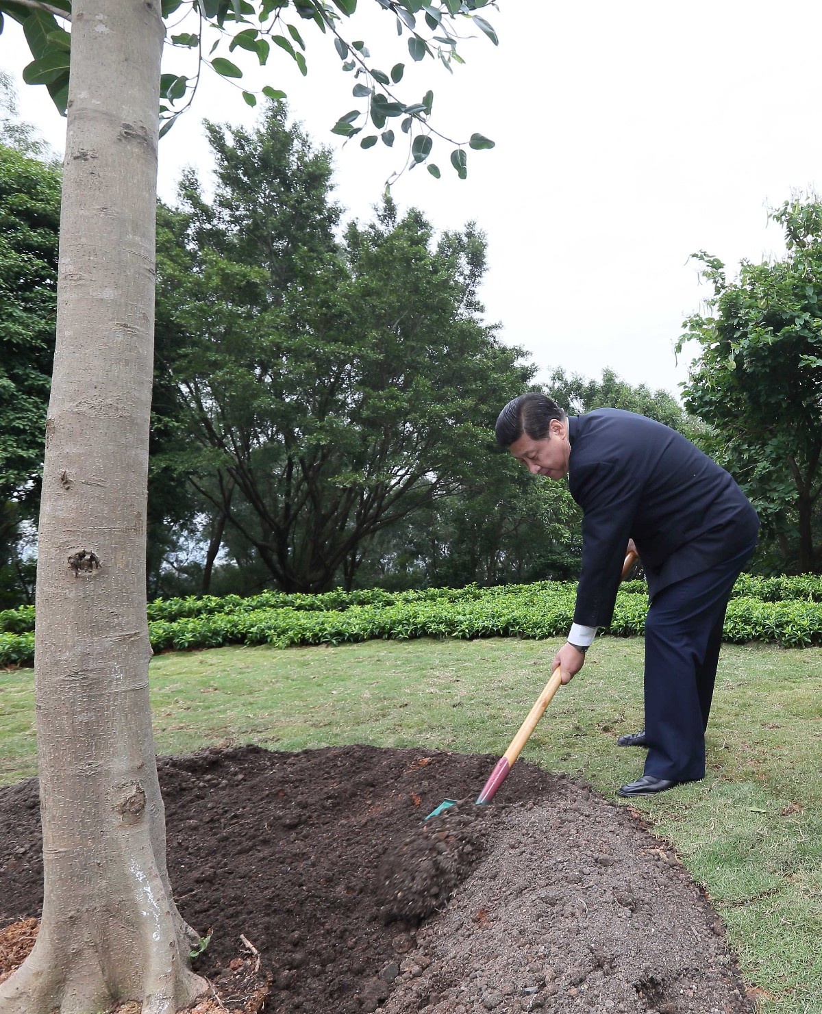 2012年12月8日，習(xí)近平在深圳蓮花山公園種下一棵高山榕樹。