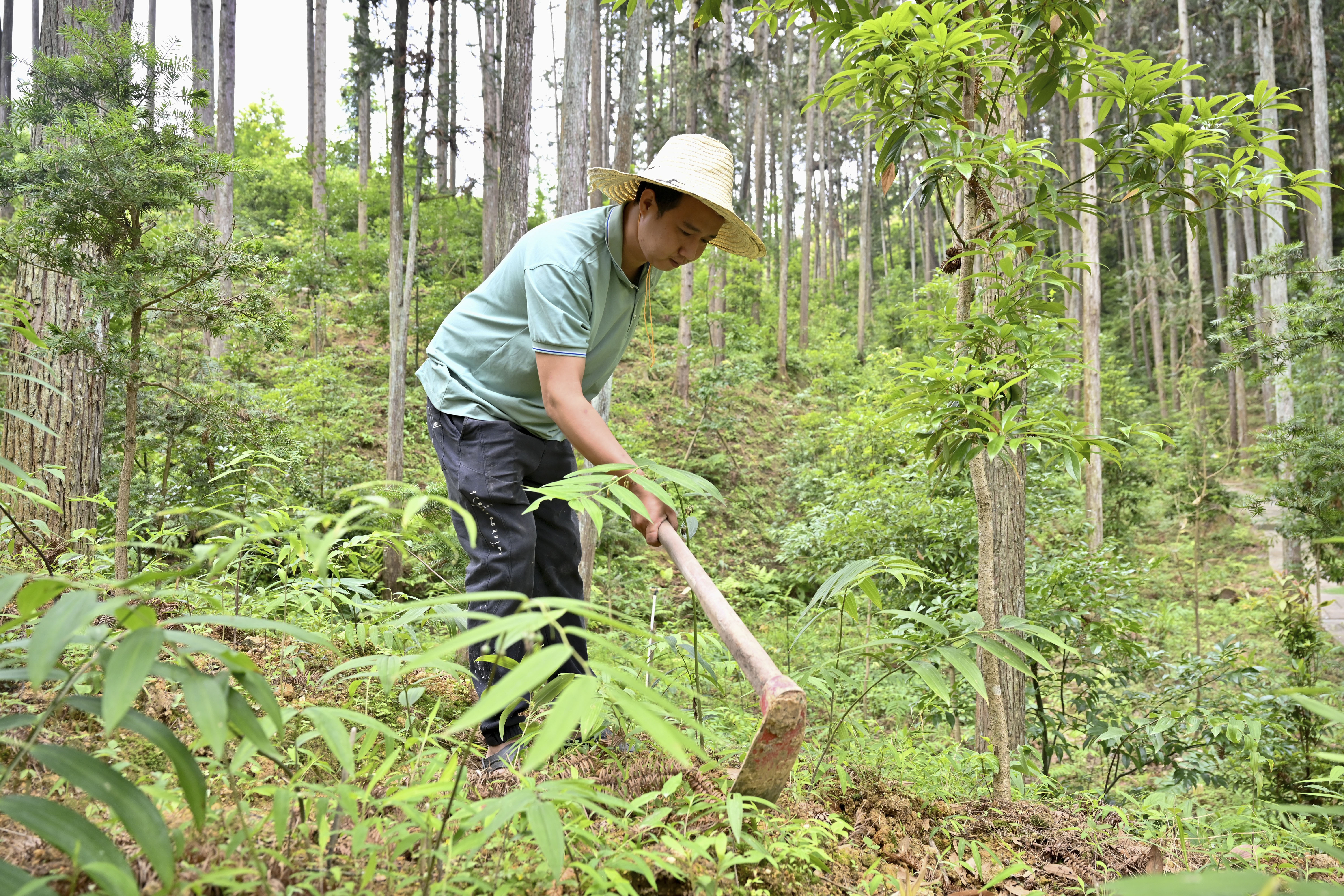 2024年5月9日，福建省三明市馬巖林下經(jīng)濟種植示范基地工人在管理林下種植的多花黃精。