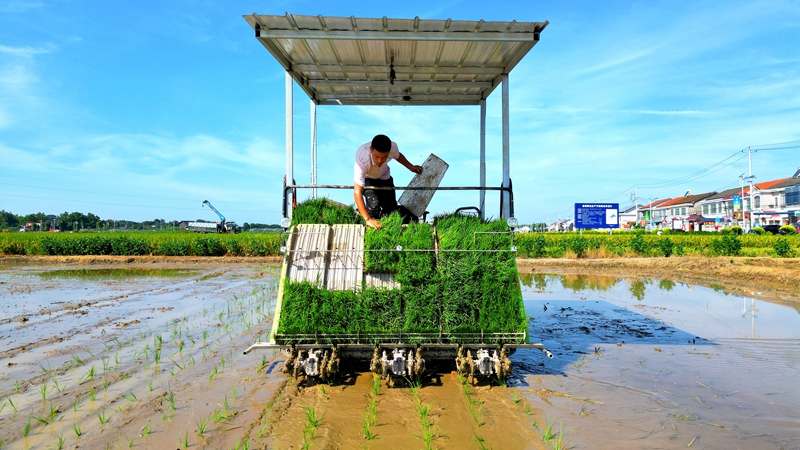 戴宏在無人駕駛的插秧機(jī)上作業(yè)。常德日?qǐng)?bào)社 王明睿 攝