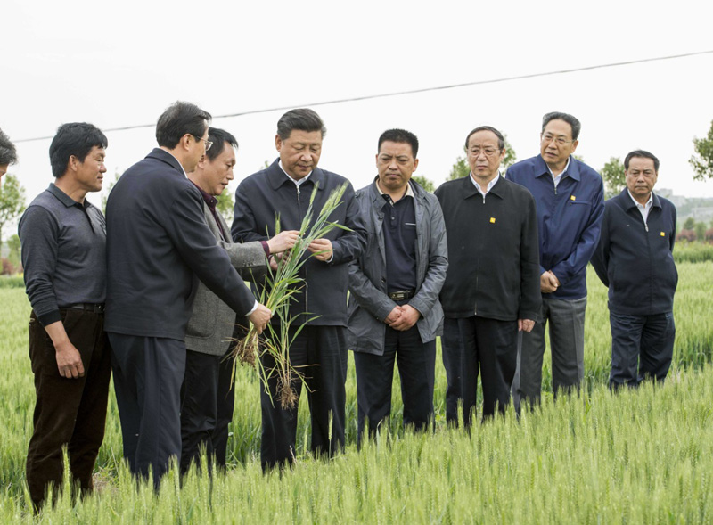 2016年4月25日下午，習(xí)近平在安徽滁州市鳳陽(yáng)縣小崗村察看小麥長(zhǎng)勢(shì)。左一為種糧大戶程夕兵。新華社記者 李學(xué)仁 攝