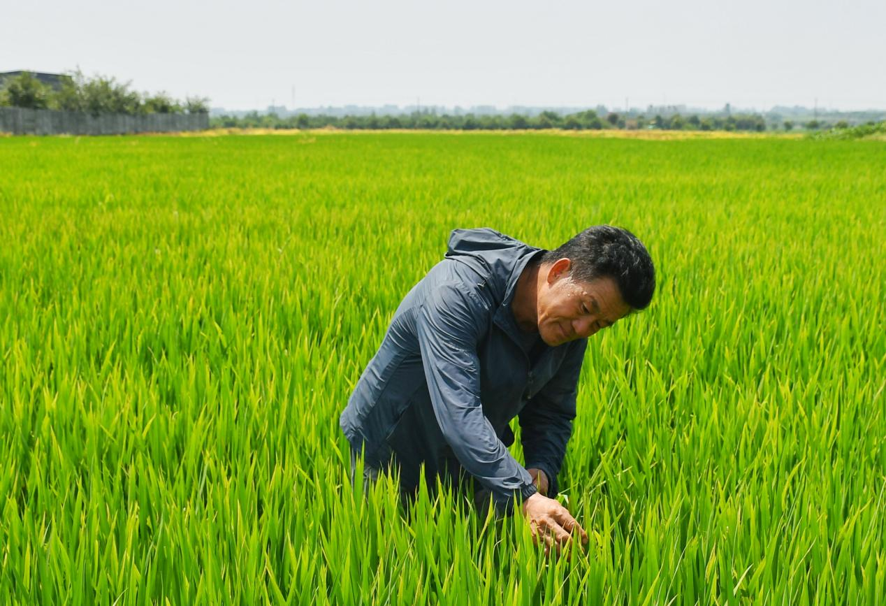 程夕兵在農(nóng)田里檢查水稻種植情況。人民網(wǎng)記者 周坤 攝