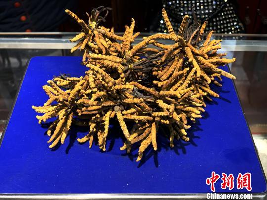 圖為冬蟲夏草。　孫睿 攝