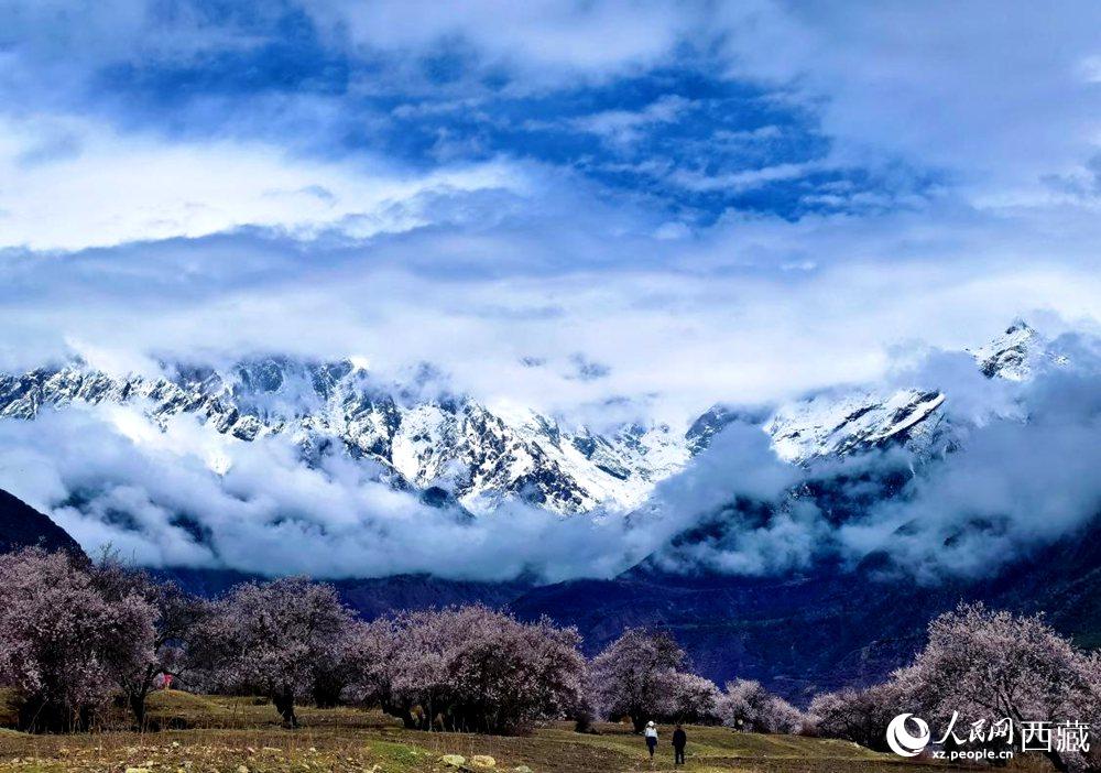 雪山下的桃花。人民網(wǎng) 李海霞攝