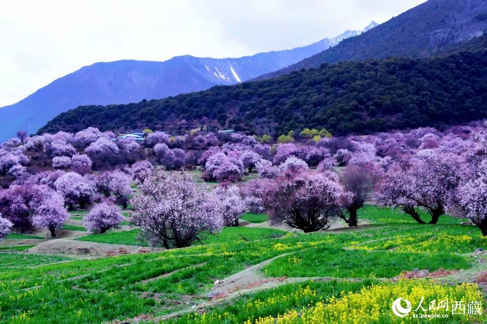 一樹樹野桃花開得正艷。人民網(wǎng) 李海霞攝