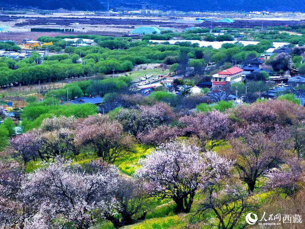 漫山開放的野桃花。人民網(wǎng) 李海霞攝