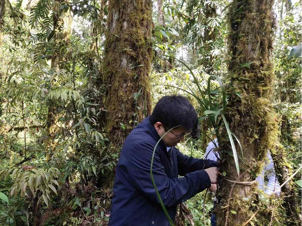 蘭花歸野。圖片由山水自然保護中心提供