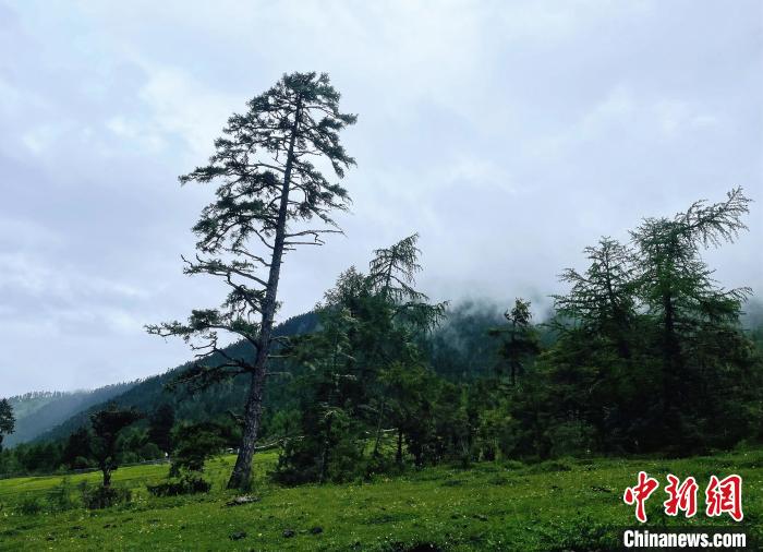 6月10日，魯朗小鎮(zhèn)高山牧場景區(qū)風(fēng)光?！∪轿木?攝