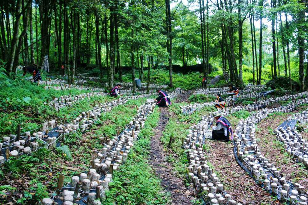 木耳種植基地。次仁央宗攝