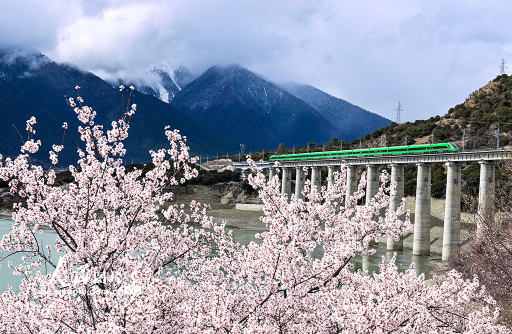 西藏林芝：雪域高原列車穿越花?！?】