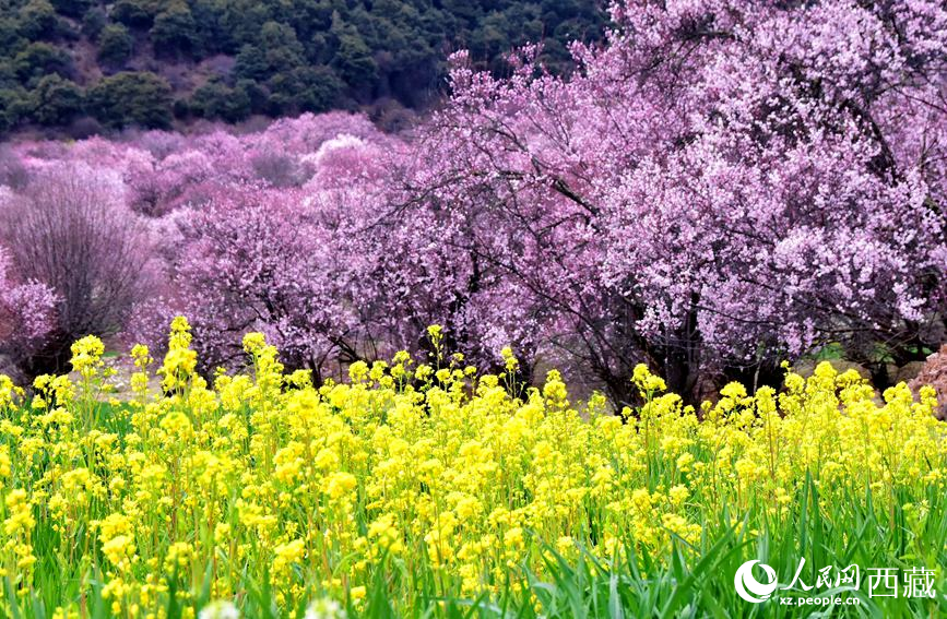 桃花與油菜花勾勒出別樣風(fēng)景。 人民網(wǎng) 李海霞攝