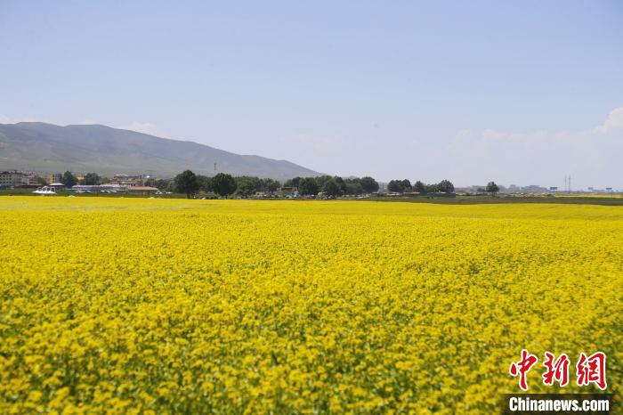 圖為青海湖畔油菜花海?！●R銘言 攝