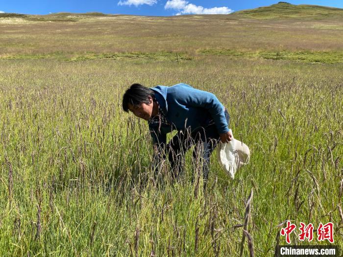 圖為多智正在自家牧場中撿垃圾。　李江寧 攝