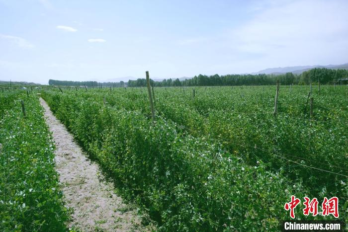 天?？h高原綠色(有機)蔬菜基地種植的食用莢豆?！￡I道華 攝