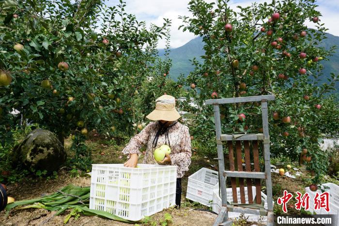 郭洪強(qiáng)的老伴正在給蘋果裝箱?！∽g 攝