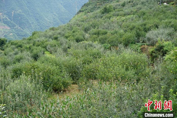 黃草坪村蘋果基地?！∽g 攝