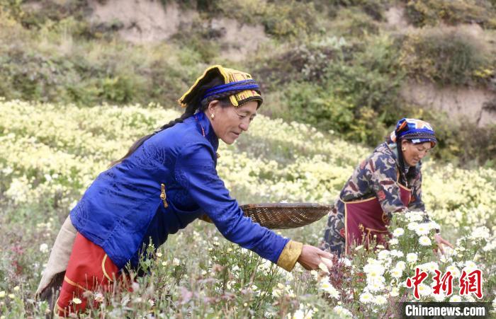 黑水村民在采摘杭白菊。桐鄉(xiāng)市宣傳部提供