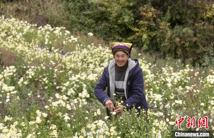 一朵杭白菊的扶貧路：跨越兩千公里開(kāi)出高山“致富花”