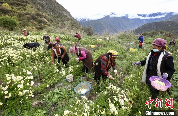 “落戶(hù)”黑水的杭白菊。桐鄉(xiāng)市宣傳部提供