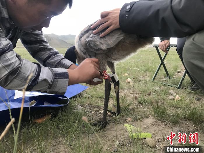 圖為研究人員為黑頸鶴佩戴GPS跟蹤設(shè)備。祁連山國家公園青海省管理局供圖