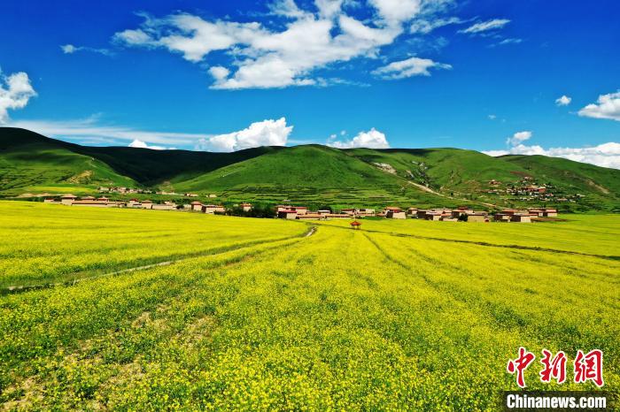 四川阿壩：萬畝高原油菜花引游人