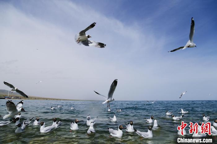 圖為水鳥在青海湖飛翔?！●R銘言 攝