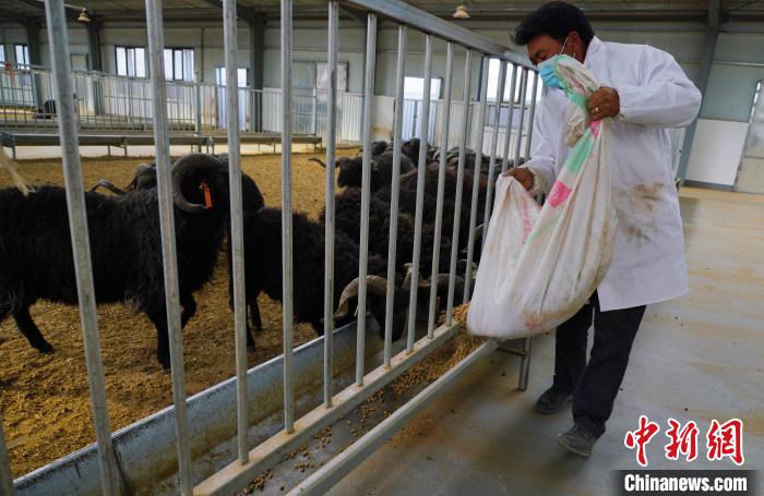 圖為飼養(yǎng)員給黑藏羊喂食?！●R銘言 攝